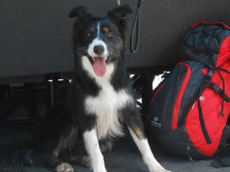 Vacanze con il cane!