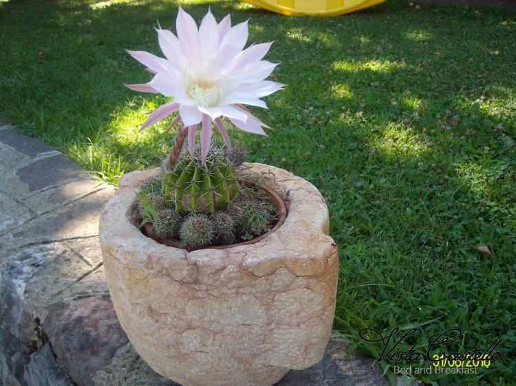 Fiore in giardino - B&B Vista Castello