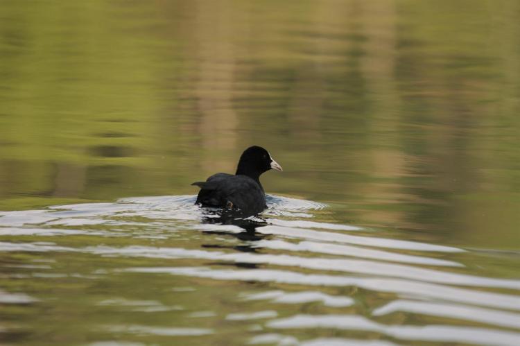 Anatra sul lago di Canzolino