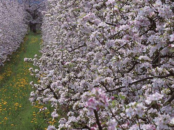 Meleti in fiore