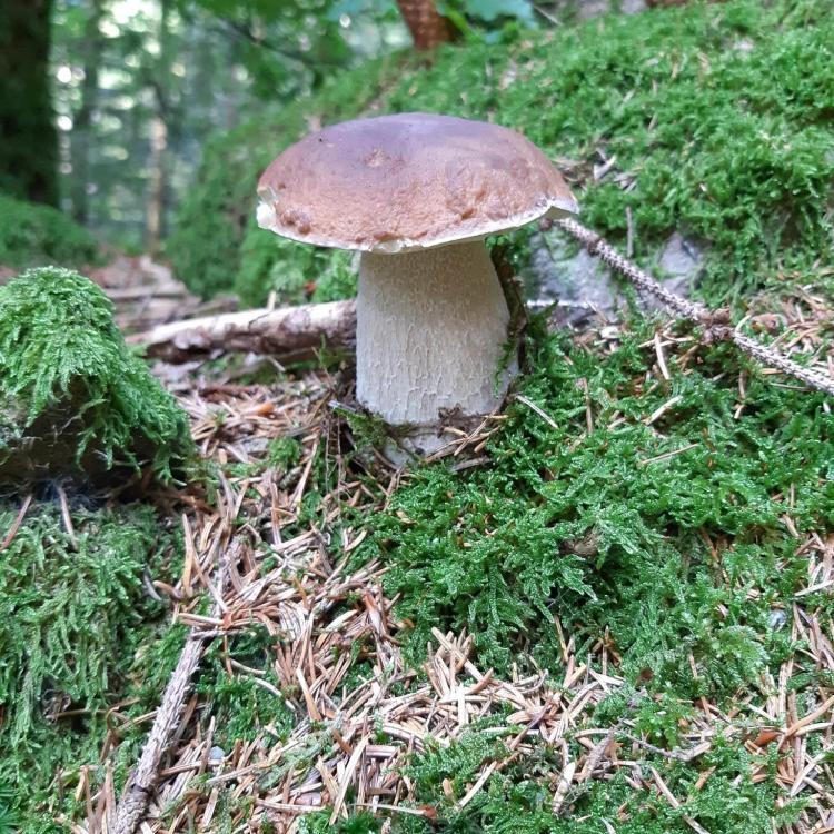 Porcini Alpen Garten Hotel Margherita Rumo Val di 