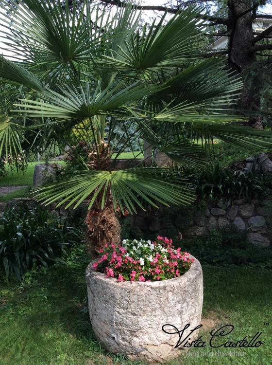 Pianta in giardino - B&B Vista Castello
