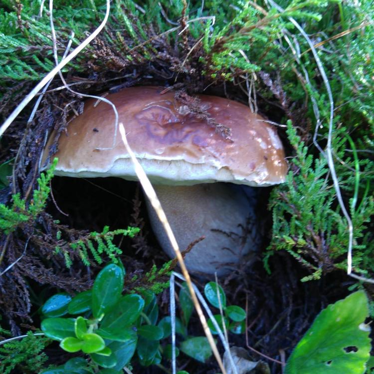 Funghi Alpen Garten Hotel Margherita Rumo Trentino