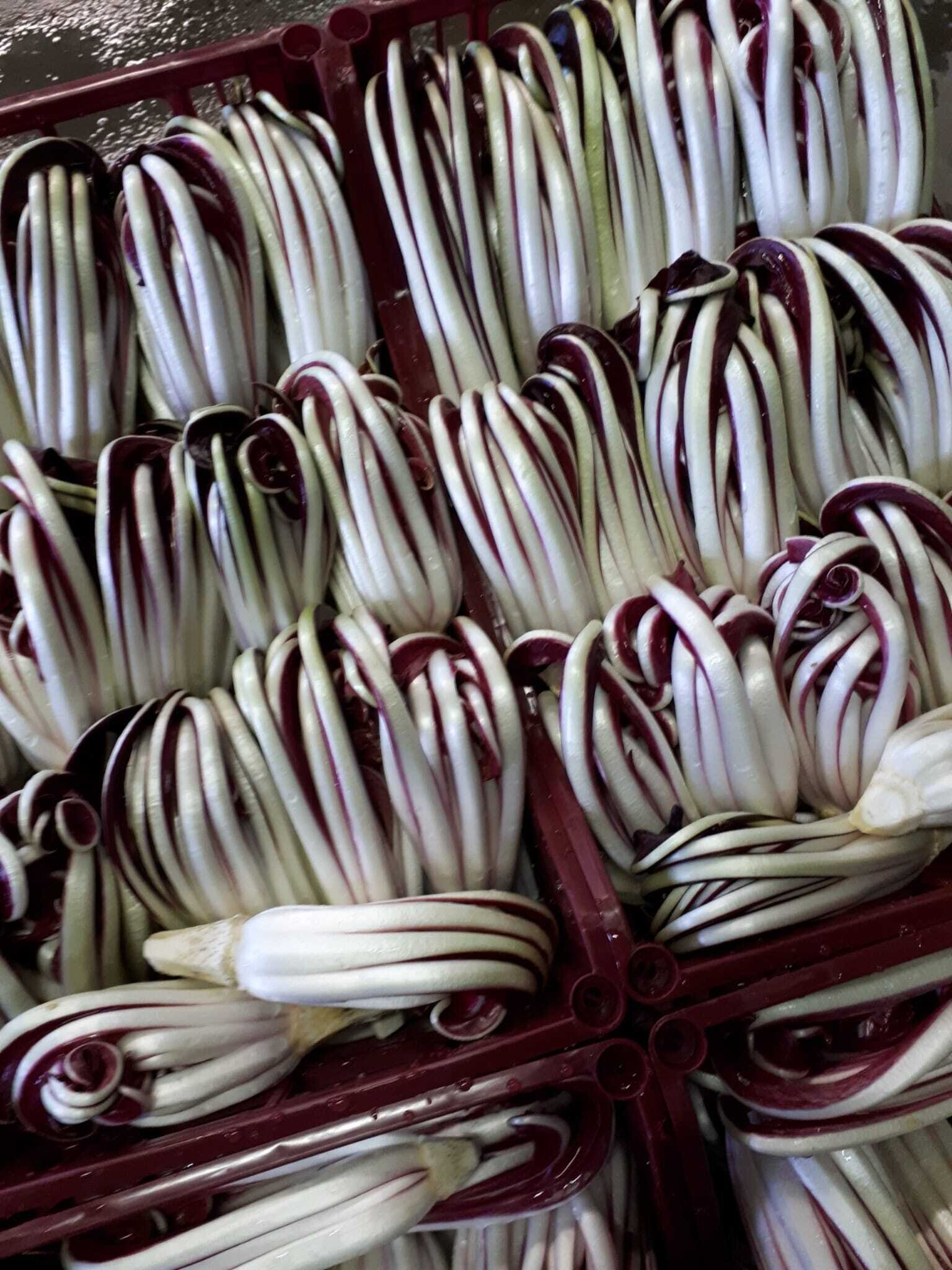 Content Dam Org 9 Images Full Rights Gusto Radicchio Bieno Radicchio Bieno Busarello Apt Valsugana 7