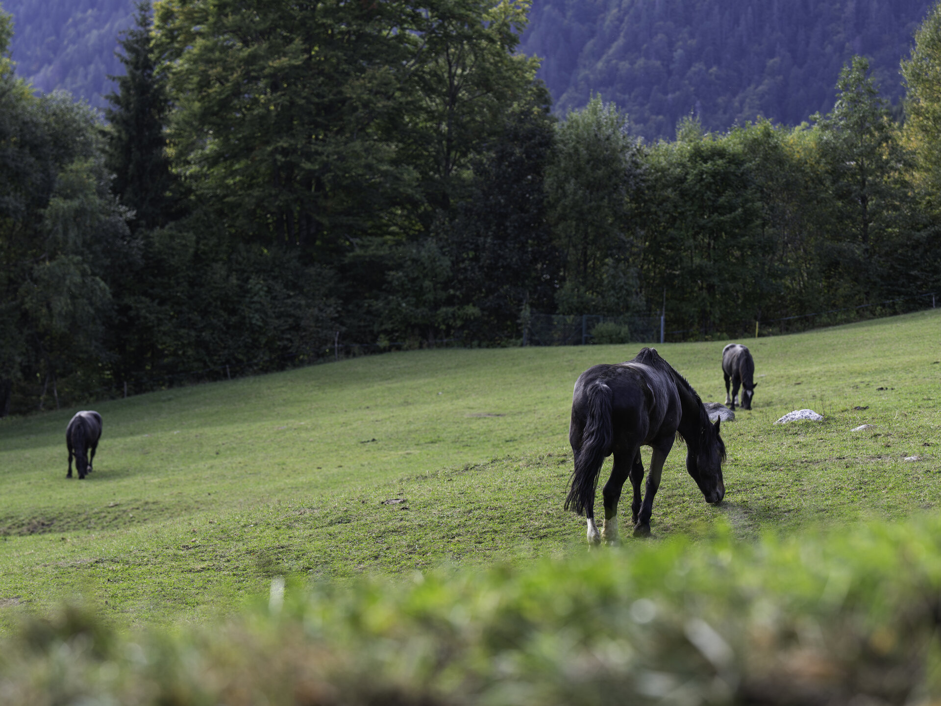 Content Dam Org 2 Images Full Rights Madonna Di Campiglio Pinzolo Val Rendena Outdoor Azienda Agricola La Regina 3 Apt Campiglio