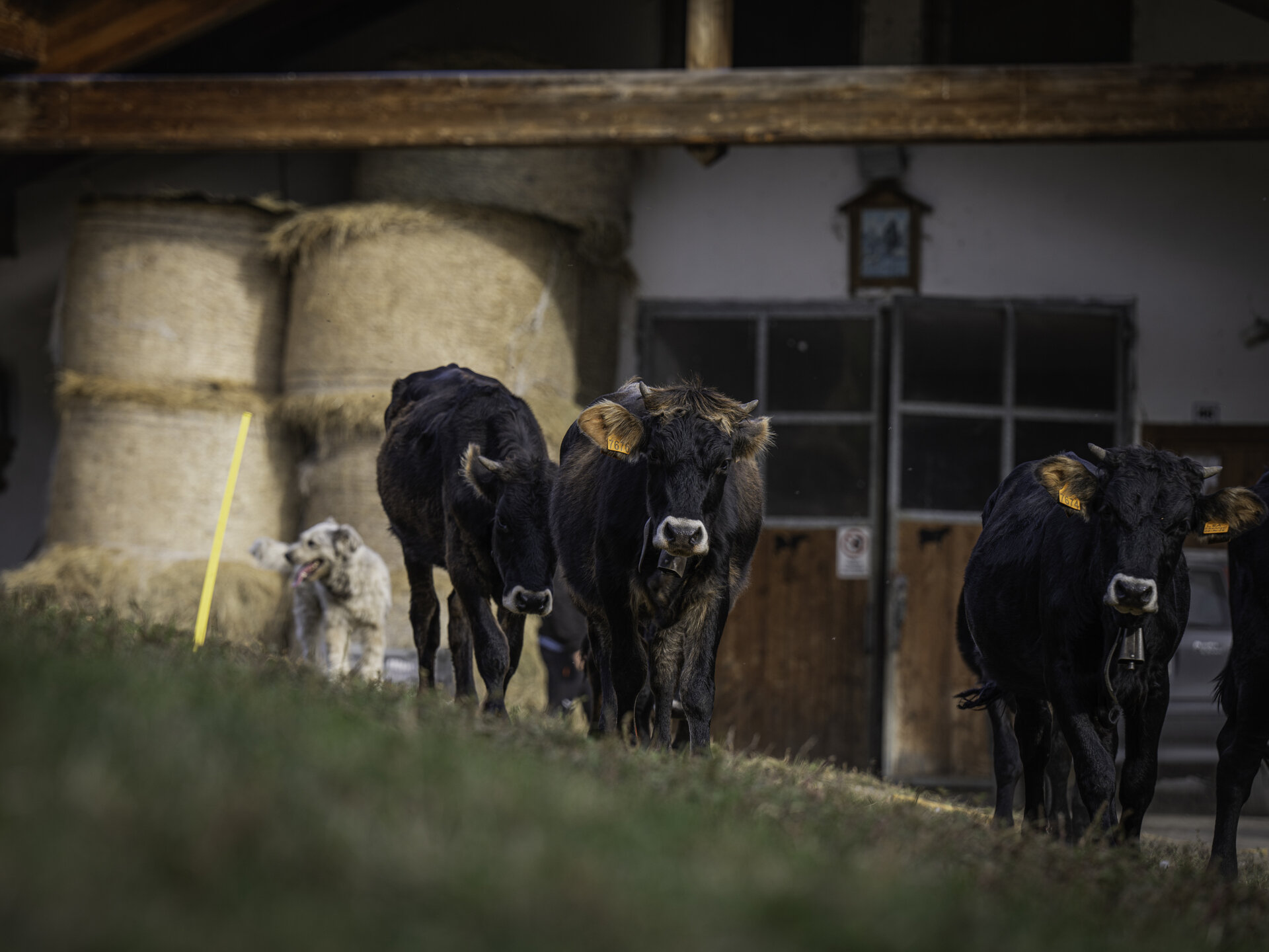 Content Dam Org 2 Images Full Rights Madonna Di Campiglio Pinzolo Val Rendena Outdoor Azienda Agricola La Regina 4 Apt Campiglio