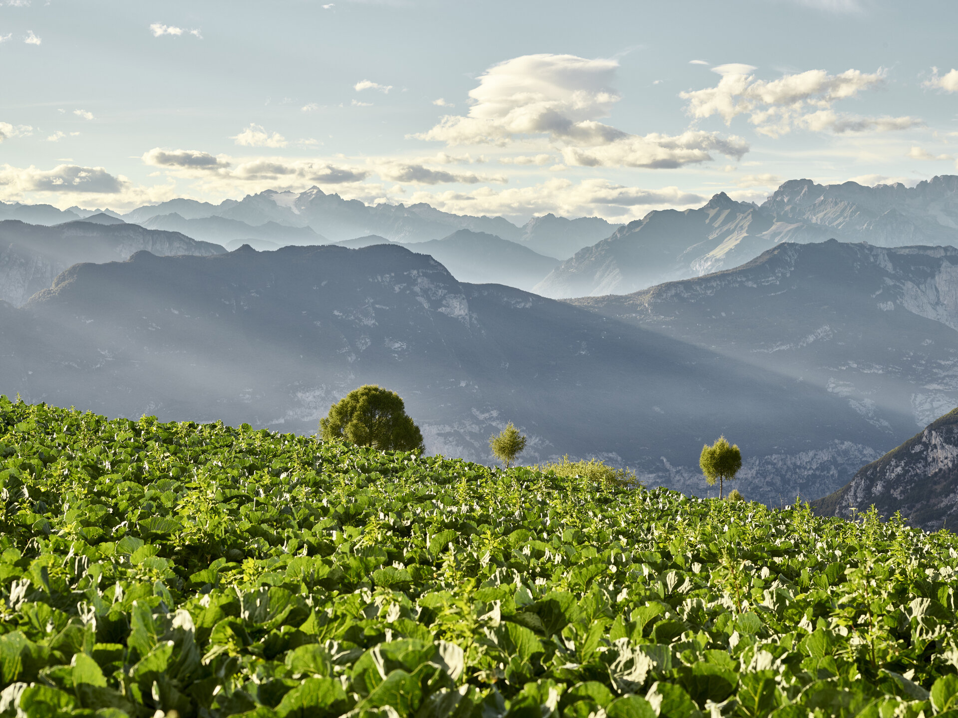 Content Dam Org 0 Images Full Rights Natura 35136