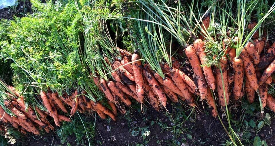 Content Dam Org 10 Images Full Rights Shopping Az Agricola La Terra E Il Sole