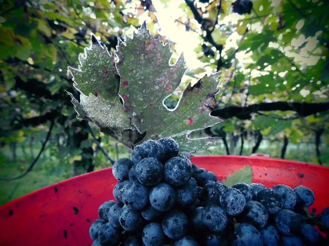 Content Dam Org 10 Images Full Rights Shopping Masocengi2 Vendemmia