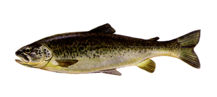 Marble trout