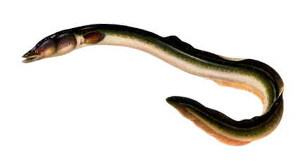 Eel