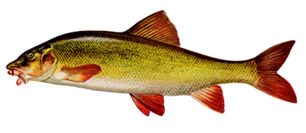 Barbo