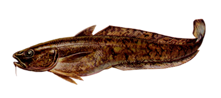 Bottatrice