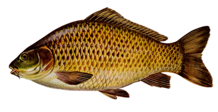 Carp
