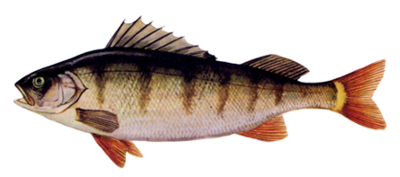 Royal Perch