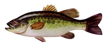 Persico Trota