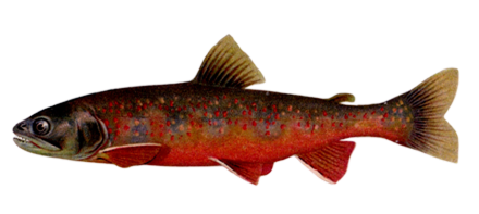 Arctic char