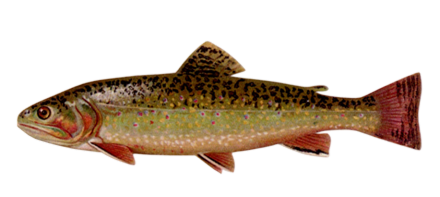 Grayling