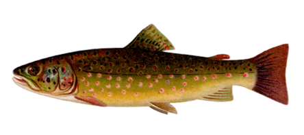Brown trout