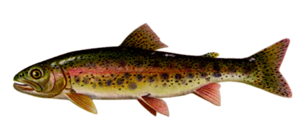 Trota Iridea