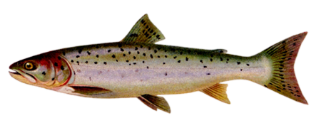 Lake Trout