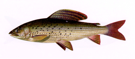 Grayling